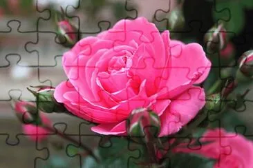פאזל של fleurs: rose