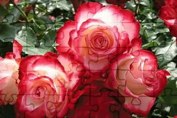 פאזל של fleurs: rose