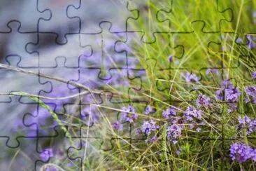 MARSU jigsaw puzzle