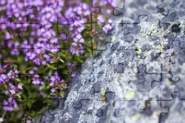 MARSU jigsaw puzzle