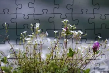MARSU jigsaw puzzle