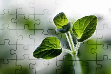 MARSU jigsaw puzzle