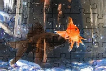 MARSU jigsaw puzzle