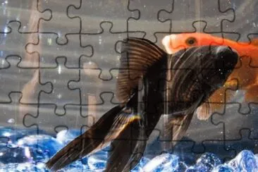 MARSU jigsaw puzzle