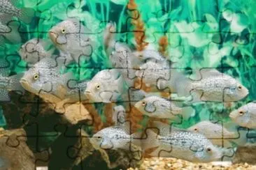 MARSU jigsaw puzzle