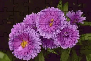 dahlia