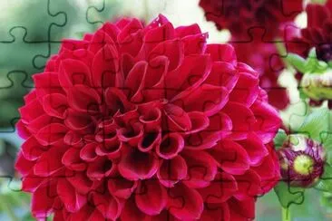 dahlia