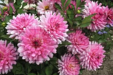 dahlias