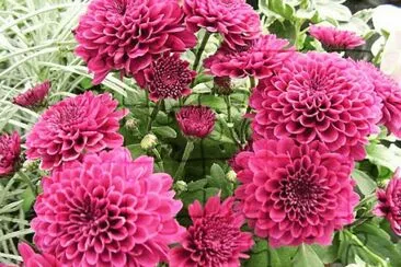dahlias