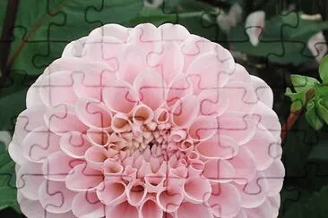 dahlia