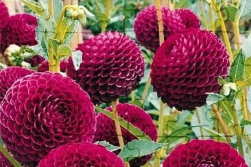 dahlias