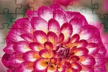 dahlia