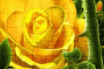 Yellow Rose