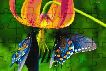 Flower and Butterflies