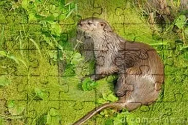 Lontra jigsaw puzzle