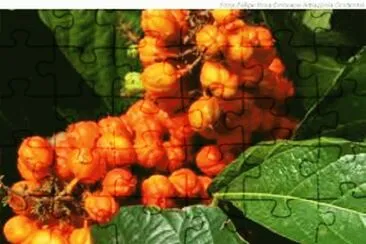 Fruto do GuaranÃ¡