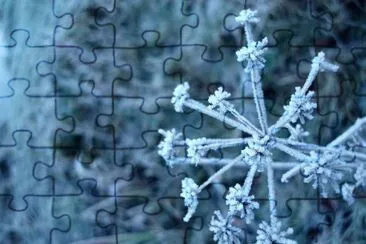 MARSU jigsaw puzzle
