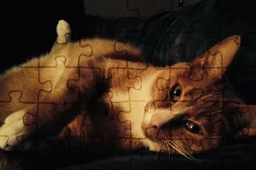My cat