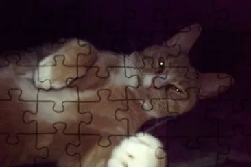 My cat