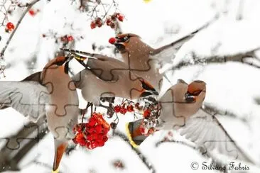 b jigsaw puzzle