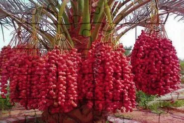 Palmeira