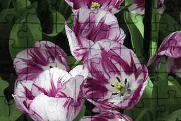 fleurs: tulipes jigsaw puzzle