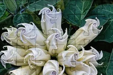 fleurs: datura jigsaw puzzle