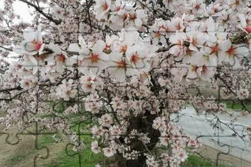 fleurs jigsaw puzzle
