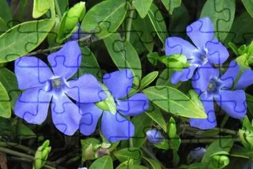 fleurs: pervenches jigsaw puzzle