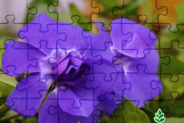 fleurs: pervenches jigsaw puzzle