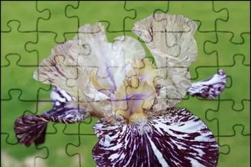 fleurs: iris jigsaw puzzle