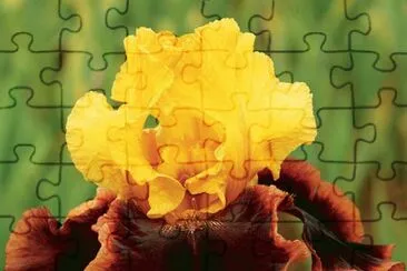 fleurs: iris jigsaw puzzle