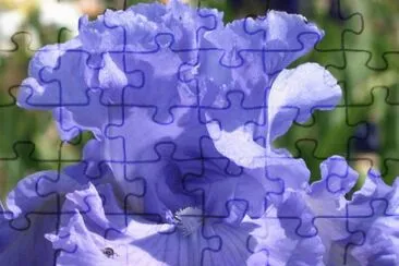 פאזל של fleurs: iris