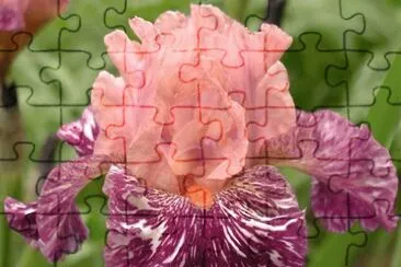 פאזל של fleurs: iris