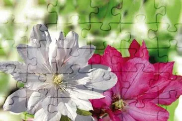 fleurs: clÃ©matites jigsaw puzzle