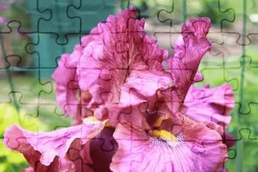 פאזל של fleurs: iris