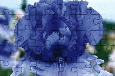 פאזל של fleurs: iris
