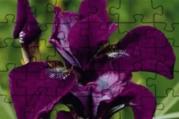 פאזל של fleurs: iris