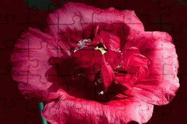 fleurs: pavot jigsaw puzzle