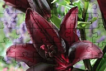 fleurs: lys jigsaw puzzle