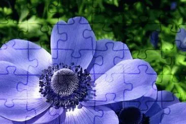 fleurs: anÃ©mone jigsaw puzzle
