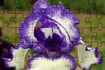 פאזל של fleurs: iris