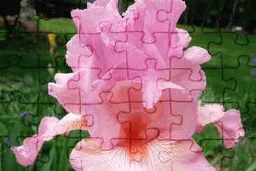 פאזל של fleurs: iris