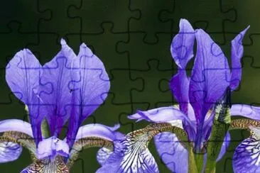 פאזל של fleurs: iris