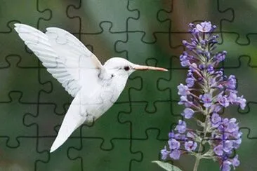  jigsaw puzzle