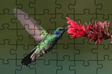 ColibrÃ­ con flor