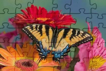 Gerbera 's and Butterfly