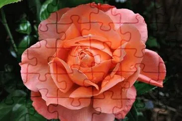 A Rose at Abbey House Garden
