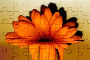 Melting Gerbera Flower