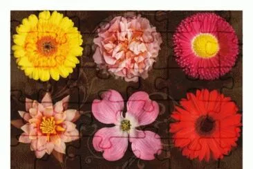 פאזל של Floral Varieties